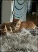 Birma-Hauskatze Mix 1Kater 1Kätzin Kitten