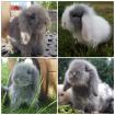 Supersüße Teddywidder, Zwergwidder, Zwergkaninchen 