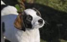 Loupie sucht ein passendes Zuhause