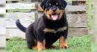 Schöne kräftige Rottweiler Welpen