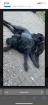Rassen hunde cane corso #