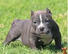 Reinrassiger American Pitbull (12 Wochen Alt )