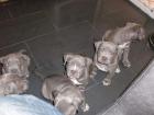 Reinrassige American Pitbull Blueliner Welpen.