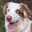VIANIA - Australian Sheperd - 11 Monate - Tierhilfe-Franken e.V.