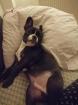 Louis sucht neues Zuhause