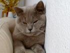 BKH-Deckkater für unsere süße Sunny
