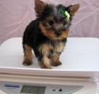 Süße Yorkshire Terrier Welpen