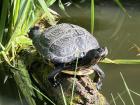 Wasserschildkröte/ Gelbwangenschildkröte in artgerechtes Zuhause - Freilandhaltu