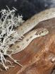 0.1 Heterodon nasicus Conda het.