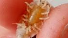 Porcellio laevis Asseln