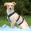 GREATA -  weiblich  4 Jahre  44 cm  9 kg  Mix  Gechipt  Kastriert