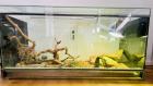 Terrarium mit Halsbandleguan w