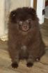 Süsser Pomchi Zwergspitz Teddybär in schoko !