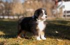 Australian Shepherd Welpen aus ÖKV/FCI Zuchtstätte