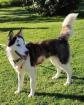 Lolita - Ein Bild von einem Hund und eine ganz Liebe: Husky-Mix-Dame Lolita