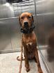 Rhodesien Ridgeback