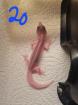 Leopardgeckos NZ 22, 0.1