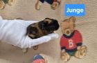Meerschweinchen - Junge
