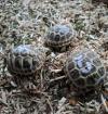 Griechische Landschildkröten