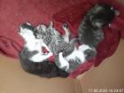 ****Katzen Babys ****