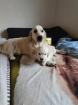 Golden Retrieverwelpen cremeweiß