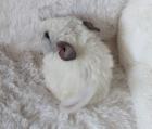 Chinchilla Männchen Silberschecke