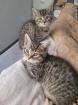 BKH Mix Kitten suchen neuen Kuschel Partner