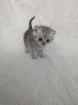 Sechs süße BKH Kitten geb. 06.05.23 suchen ab Ende Juli ein neues Zuhause