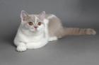 BKH KItten mit Stammbaum lilac-white