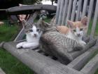 6 Monate alte Katzen / Kätzchen abzugeben