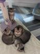Scottish Fold in silber und gold