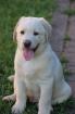 Süße Labrador Welpen, abgabebereit