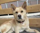 Chizuko - Akita Inu-Mischling - freundlich, verträglich
