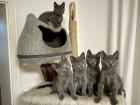 Chartreux / Kartäuser Kätzchen