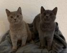 Zwei liebe BKH Kitten lilac + blue, weiblich