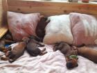 Rhodesian Ridgeback Welpen
