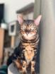 Zwei Bengal Kater (Brüder) abzugeben