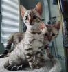 Reinrassige Bengal Kitten mit Stammbaum 