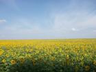 800 Ha Ackerland in Südrumänien zu erwerben 1700euro/Ha