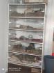 2 Degus zu verkaufen, mit und ohne Käfig