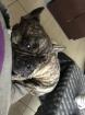 Französische Bulldogge 1 Jahr 