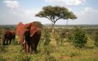 Serengeti Nationalpark-9 Tage Green Camp Safari mit Explore Tanzania