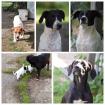 Tolle Labradormischlinge gechipt und geimpft suchen ein schönes Zuhause