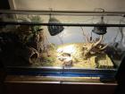 Terrarium Komplett