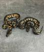 1.1 Seltene Arten von Gorilla-Kugelpythons
