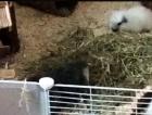 Meerschweinchen Vermittlungsstelle Böcke Weibchen verschiedene Rassen und Alter