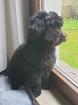 Maltipoo Deckrüde