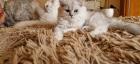 Perser Baby´s mit richtige Nase