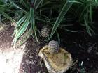 Spornschildkröte (Geochelone sulcata)
