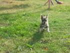 4 Chihuahua suchen liebevolles Zuhause